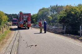 Brand in de duinen bij Castricum