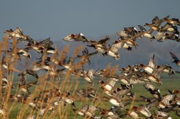 Vaartocht: op zoek naar de wintergasten in de Eilandspolder