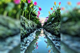 Het is lente! Doe mee met de fotowedstrijd