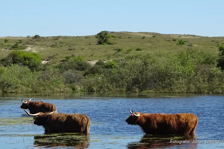 Op zoek naar grote grazers in de duinen bij de Schaapskooi Bergen op zondag 11 juni