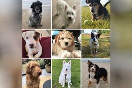 Stichting OOPOEH helpt senioren aan een kwispelend zomermaatje