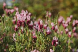 Heideplanten worden steeds populairder in Nederland