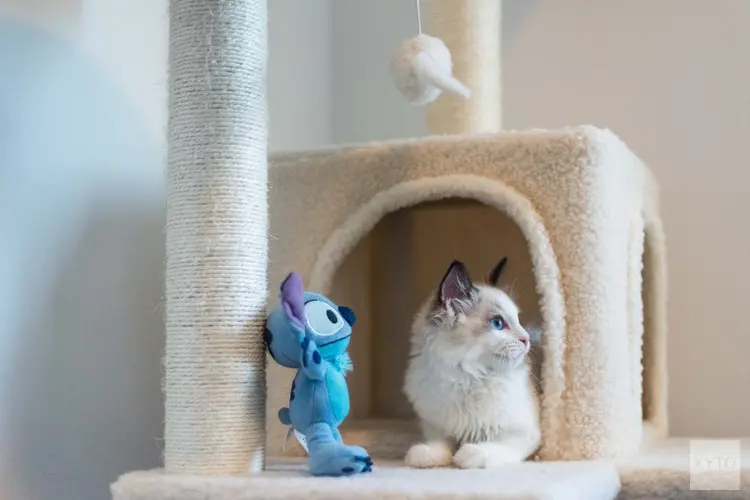 Tips voor het succesvol houden van katten