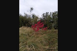 IVN-natuurwandeling in de Wimmenummerduinen op zondag 1 oktober 2023