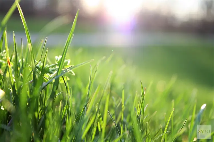 Je grasveld in de tuin vervangen door kunstgras: een goed idee?