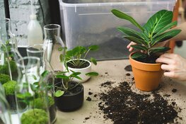 Ben je op zoek naar nieuwe planten voor je tuin in Alkmaar? Lees onze plantentips!