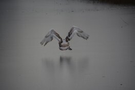 Zwaan blijkt toch niet vastgevroren te zitten