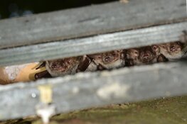 HHNK helpt meervleermuis