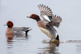 Bekijk de wintergasten van de Eilandspolder vanuit de excursieboot