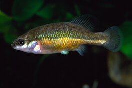 Aquariumavond bij Hugo Aqua