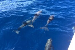 Flottielje zeilen in Griekenland is een paradijs voor zeilers