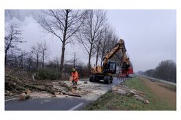 Bomenkap Westdijk (N244) in Zuidschermer nodig voor verkeersveiligheid