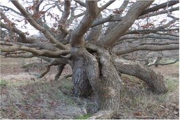 Winterse Duin- en strandwandeling
