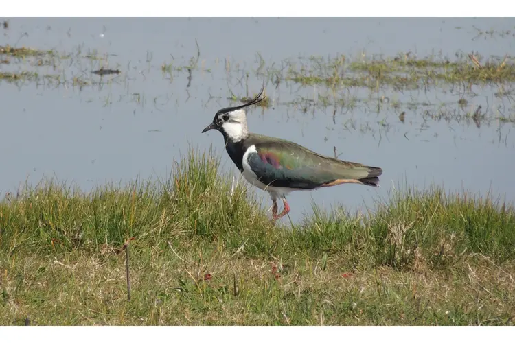 Kinderexcursie naar weidevogels in de Eilandspolder