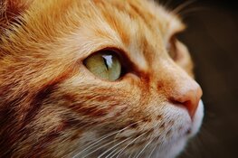 Huishouden met huisdieren? Zo hou je de boel schoon