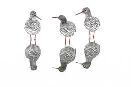 Lezing bij Fotoclub Koedijk door Rob Blanken