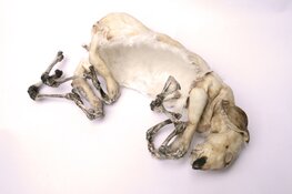 Dicht op de huid van de kunstenaars