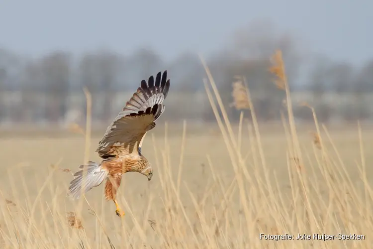 Ga op zondagmorgen mee op excursie door de Eilandspolder