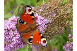 Tuinvlindertelling 2024