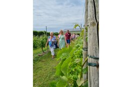 Open dagen bij Wijndomein de Koen