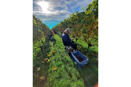 De druivenoogst zit erop