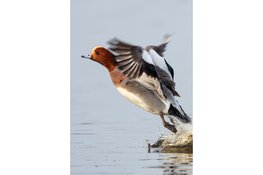 Wintergasten in de Eilandspolder: op zoek naar smienten en de slechtvalk