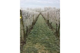 Een winters plaatje, maar het voorjaar komt er aan bij De Koen