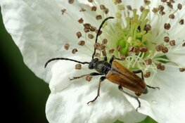 Natuur onderwerp voorjaarsexpositie Museum Jan Boon
