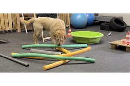 Connectie Gericht Trainen wil het beste uit je hond en jezelf halen