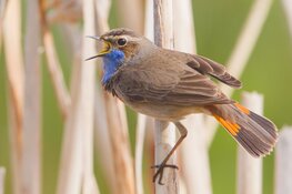Natuurwandeling op zondag 20 april (eerste paasdag) door Geestmerambacht