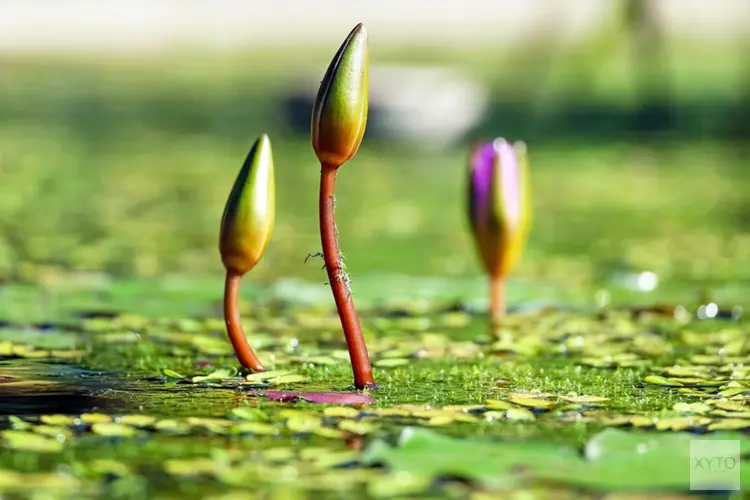 Waarom steeds meer mensen een natuurlijke vijver aanleggen