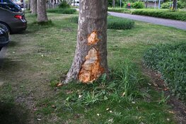 Auto rijdt tegen boom in Alkmaar