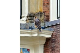 Slechtvalk in centrum Alkmaar