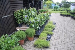 Lentefeest bij de volkstuinen in Sint Pancras