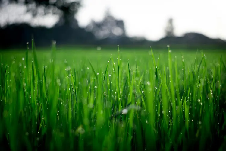 Van tegel naar gras: zo vergroent Alkmaar in hoog tempo