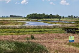 Vaarexcursie: moerasland en trilveen in de Eilandspolder