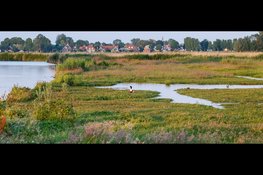Vaarexcursie: moerasland en trilveen in de Eilandspolder