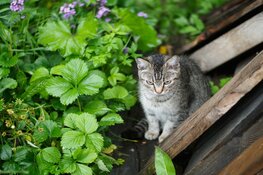 Kattenoverlast in Alkmaar: tussen poezenliefde en burenruzies