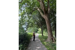 Boomjuweel van Suzan Drummen Alkmaars kunstwerk met een verhaal