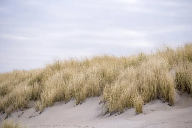 Wandelen in de duinen bij Bergen of Egmond? Vergeet je schoenen niet