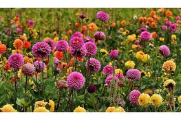 Vakmanschap en creativiteit in bloemstyling op hoog niveau