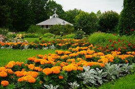 Zo pak je onkruid aan in jouw tuin in Alkmaar
