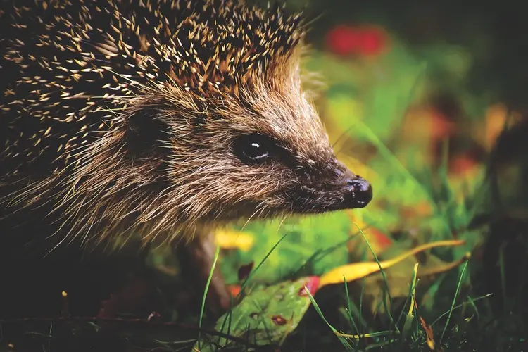 Help de egel: bouw mee aan een egelsnelweg in Alkmaar
