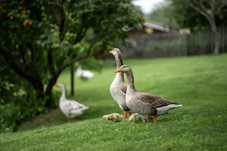 Koelcellen voor ganzenbeheer nu in gebruik