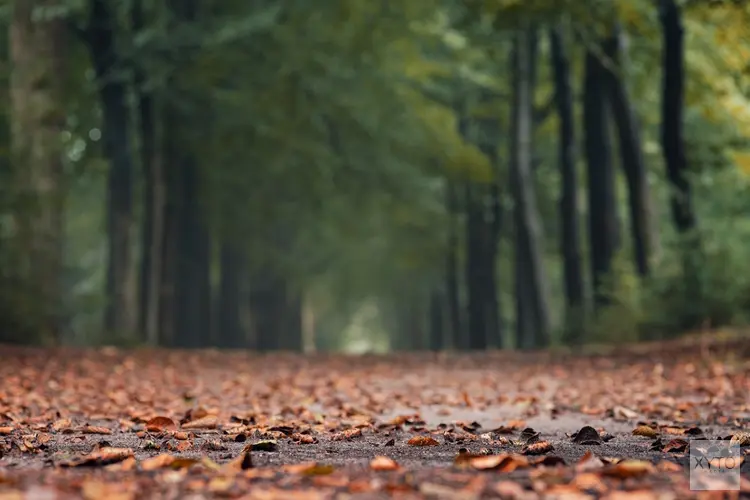 Ook komende week aanhoudend rustig herfstweer