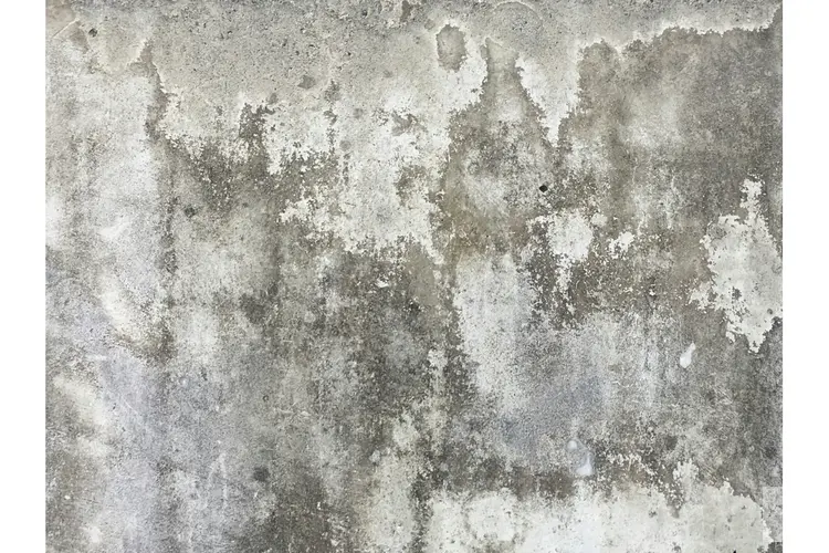 Schimmel op de muur: oorzaken, aanpak en preventie