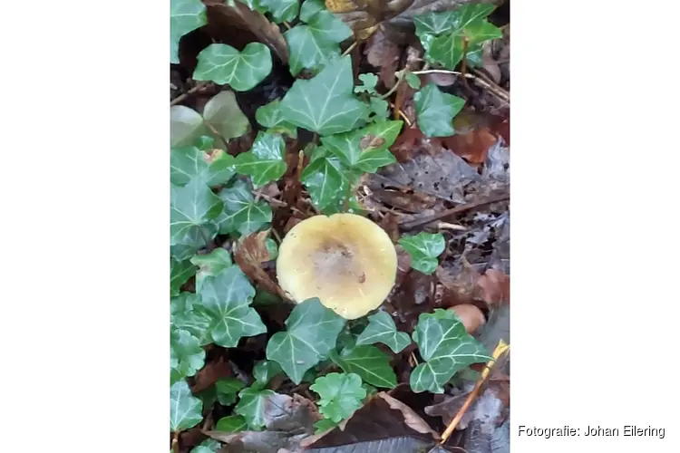 Wandeling Wimmenummerduinen op zondag 2 november