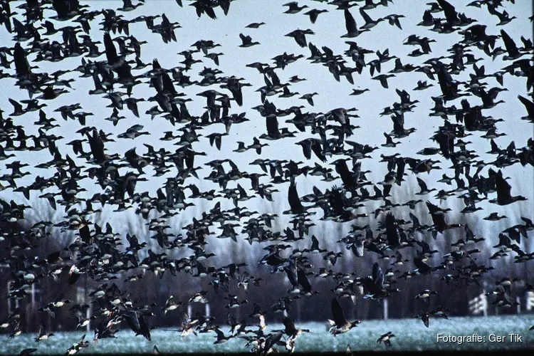Wintergasten in de Eilandspolder