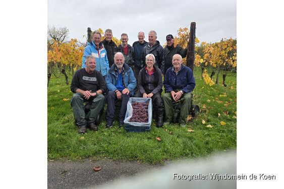 Laatste druiven zijn geplukt bij Wijndomein de Koen