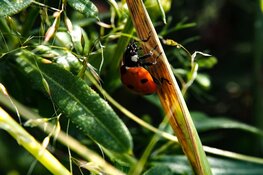 Insecten in de tuin bestrijden met Biobestrijding
